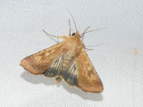 Helicoverpa armigera